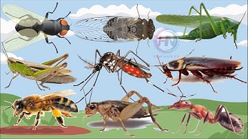 Các loài côn trùng - Insects | Bé nhận biết các loài côn trùng