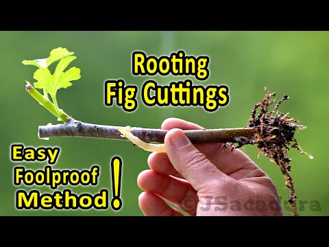Rooting Fig Cuttings | A foolproof rooting method | Check the new &rsquo;No Shock&rsquo; transplant method