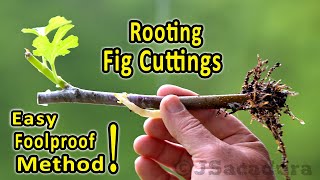 Rooting Fig Cuttings | A foolproof rooting method | Check the new 'No Shock' transplant method