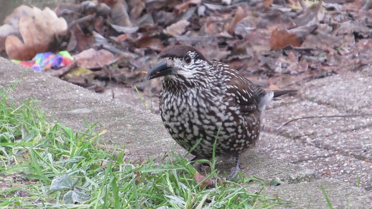 nature kpop Spotted Nutcracker (nucifraga caryocatactes)