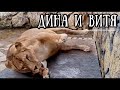 ❤️Лев ВИТЯ готовится стать папой! Life of #lions​