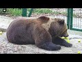 Веселящие яблочки🍏 /Bear Mansur