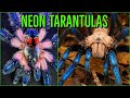 Top 10 COLORFUL Tarantulas - Beautiful Jewel Spiders