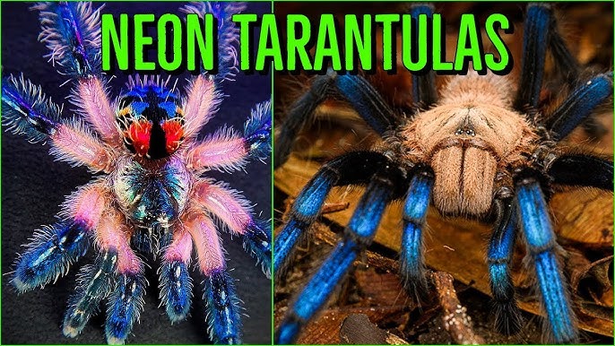 17 Tarantula Accessories: (Must-Have + Nice-To-Have) – Cool Pets Advice