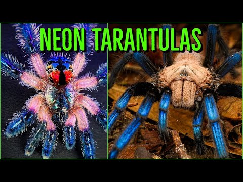 Video: Spider tarantula. exotic beauty