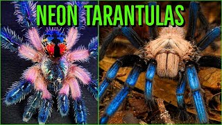 Top 10 COLORFUL Tarantulas  Beautiful Jewel Spiders