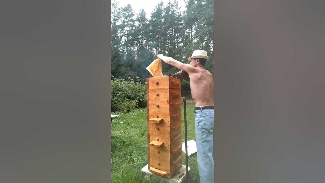 Отбор меда из японского улья. - YouTube