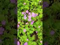 25 май 2026 г.Див здравец,Geranium sp., Здравецови,хижа Морулей,село Дълбоки,Средна гора.