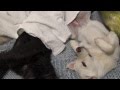 DrMotoARIMA　　(一緒の)眠りも大事！　(福)日本聴導犬協会