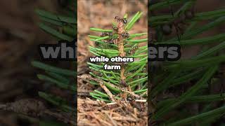 Tiny But Mighty: The Super Strength of Ants! Net Worth