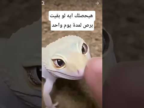 لو بقيت ب رص ليوم واحد ماذا سيحدث لجسمك وعقلك معلومات اكسبلور   