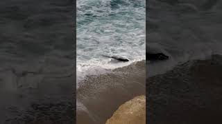 San Diego sea lion enjoying the sand
