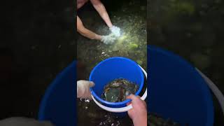 Catch Mud Crab By Hand mudcrab
