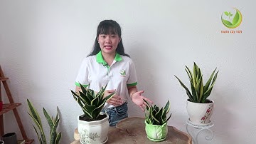 Cây Lưỡi Hổ: Công dụng và cách trồng cây Lưỡi Hổ