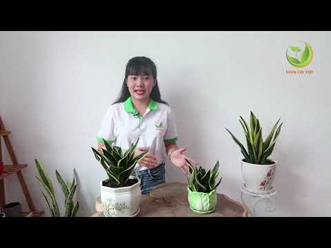 Video: Sinh sản của sansevieria: các loại, tính năng, hướng dẫn bằng ảnh và cách chăm sóc hoa