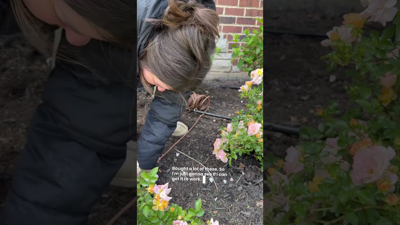 LANDSCAPING is my happy place. #hydrangeas #roses #hydrangeatree #costco #limelight year one!