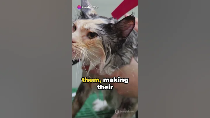 Watch the video about The Sphynx Cat A Hairless Marvels||Hairless Cat Breeds||Grooming Tips for Sphynx Cats||Hairless Cats