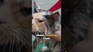 The Sphynx Cat A Hairless Marvels||Hairless Cat Breeds||Grooming Tips for Sphynx Cats||Hairless Cats