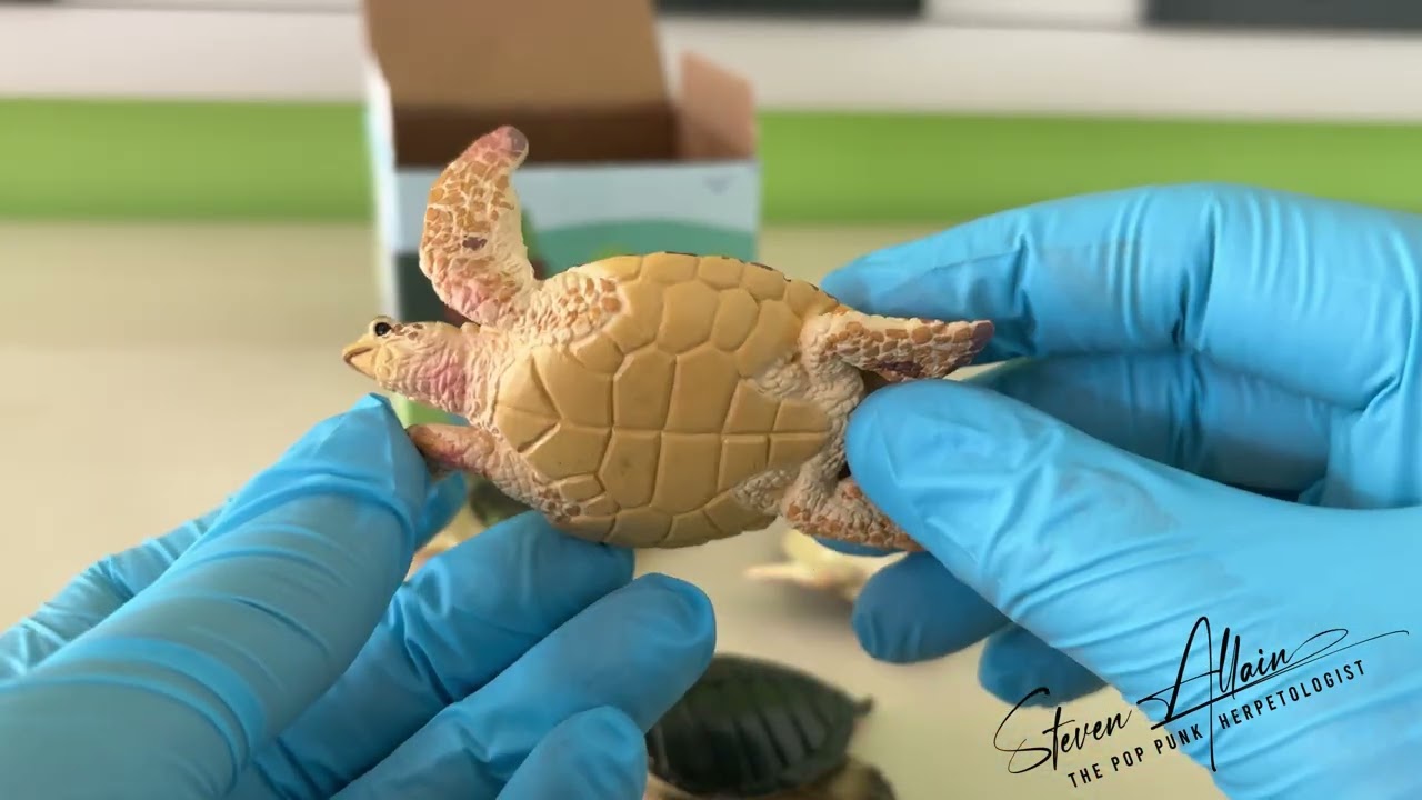 Reviewing the Toymany 6-Piece Turtles Figurines Playset