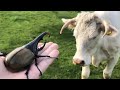 Vaca vs. Escarabajo