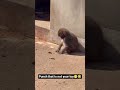 abandoned punch 🐒🥹#abandonedmonkeylife #monkey #babymonkey #sad #punch #love