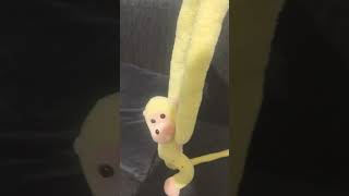 Maymun (meymun)squid gameye katılsaydı