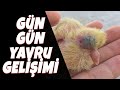 GÜVERCİN 10 GÜNLÜK GELİŞİMİ -  1-10 days pigeon cub