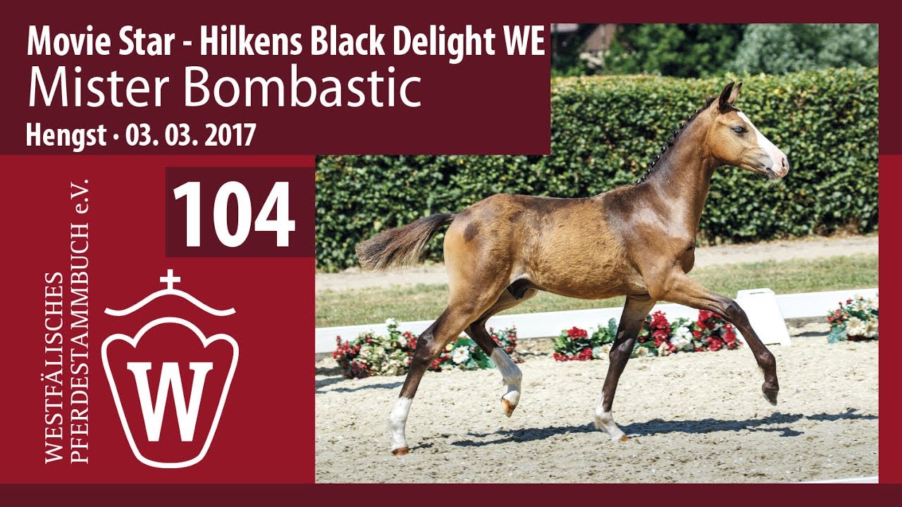104 Mister Bombastic Hengst v. Movie Star Hilkens Black Delight WE