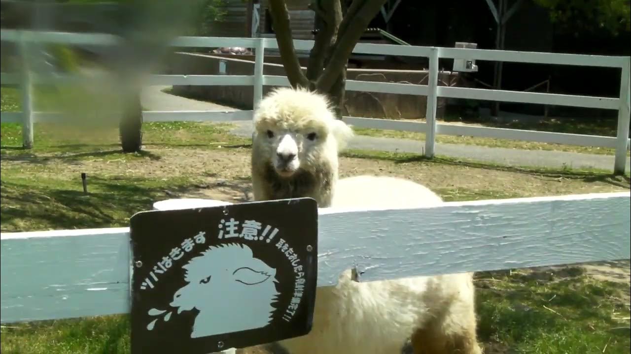 【短時間で癒される・Healing・Animal・a little time】『赤穂海浜公園の動物ふれあい村で、心地よい野鳥のさえずりを聴きながら、温和なお顔のアルパカさんを、どアップで眺め 【短時間で癒される・Healing・Animal・a little time】『赤穂海浜公園の動物ふれあい村で、心地よい野鳥のさえずりを聴きながら、温和なお顔のアルパカさんを、どアップで眺め
