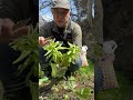 フキノトウは伸びた方が旨い!