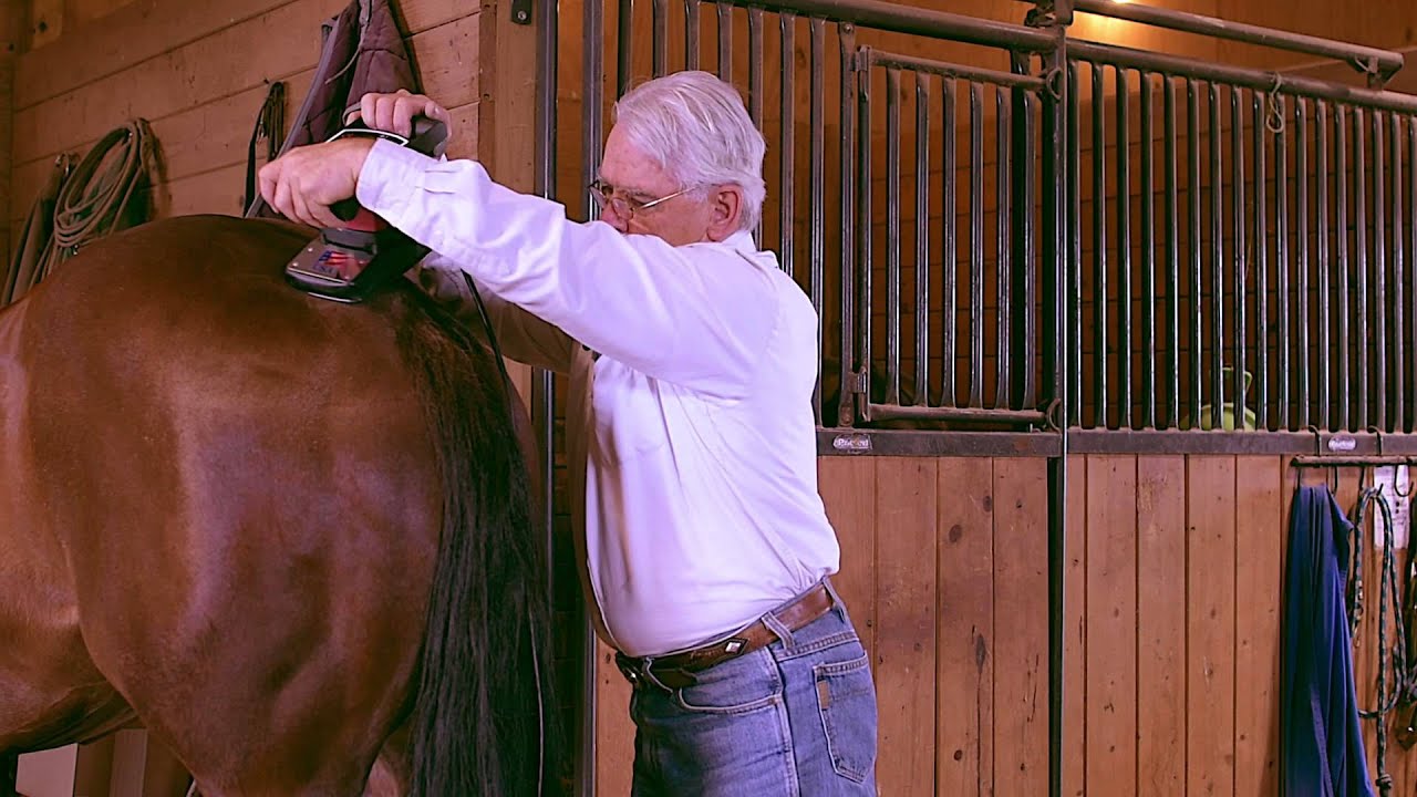 Equine Tail Massage With Equisports Massager YouTube