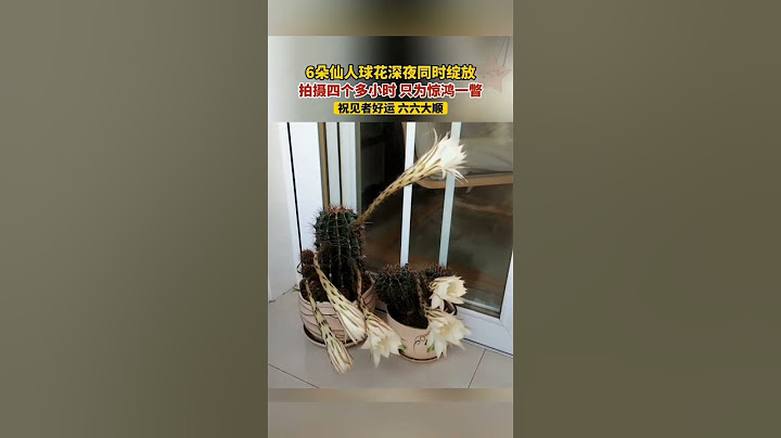 见者好运，六六大顺！6朵仙人球花深夜同时绽放，拍摄四个多小时，只为惊鸿一瞥。
