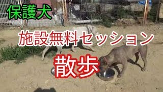 保護犬対象！施設無料セッション(散歩)6月29日