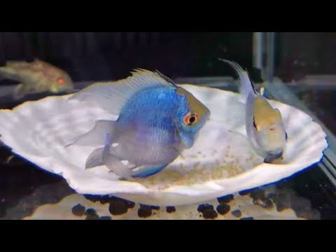 藍波子魚阿凡達魚生寶寶 孵化魚卵過程 Youtube