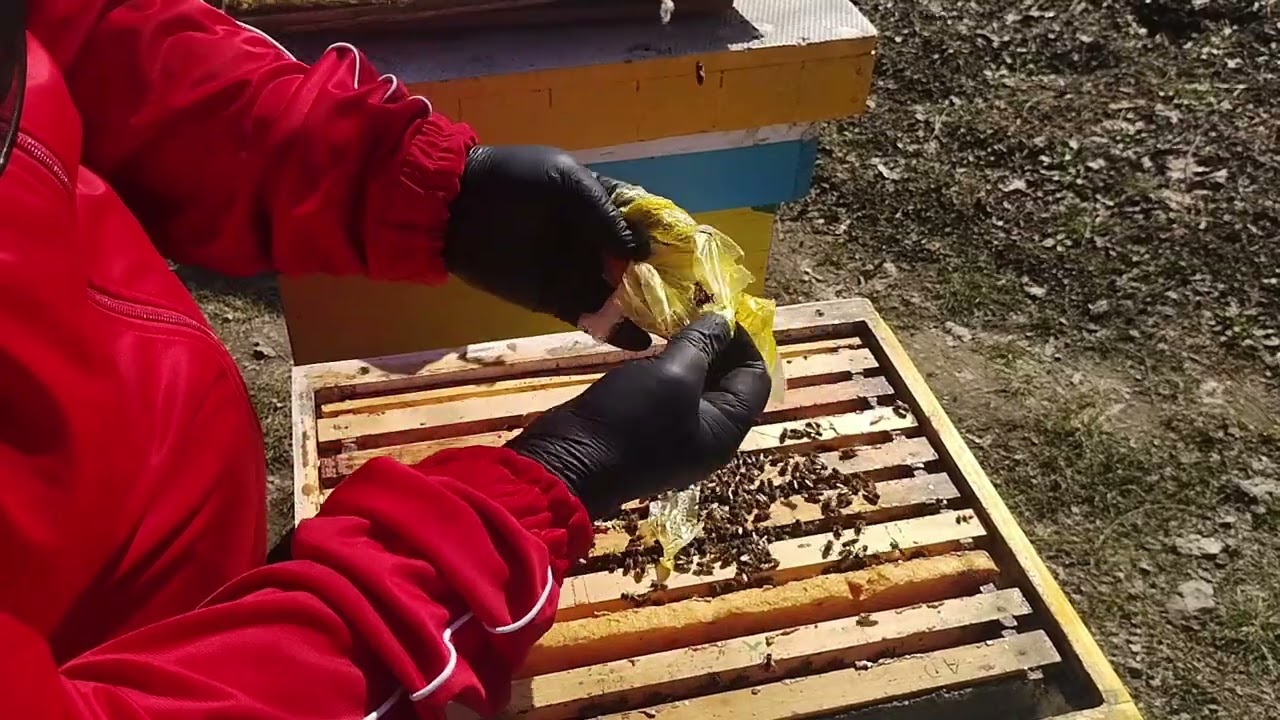 136. Sunt plăcut surprins! #albine #polen #miere