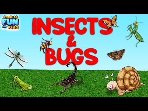 Insects & Bugs Vocabulary ll  Insects & Bugs names In English With Pictures ll Insects Name