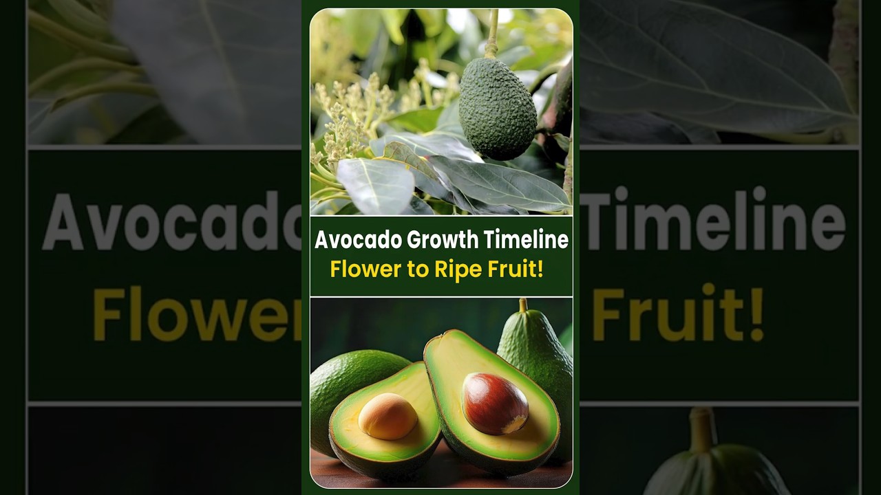 Avocado Growth Stages Explained From Flower to Ripe Fruit | Deccan Exotics 