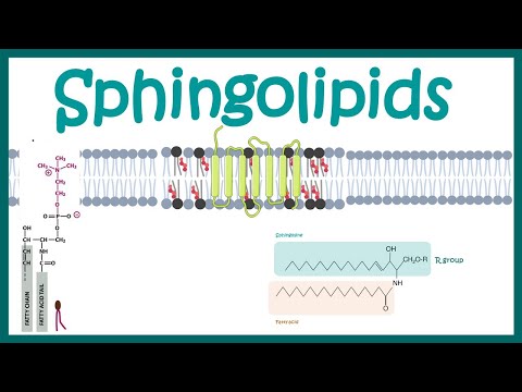 Spingolipids || کیمیائی ساخت، بایوجنسیس اور فنکشن