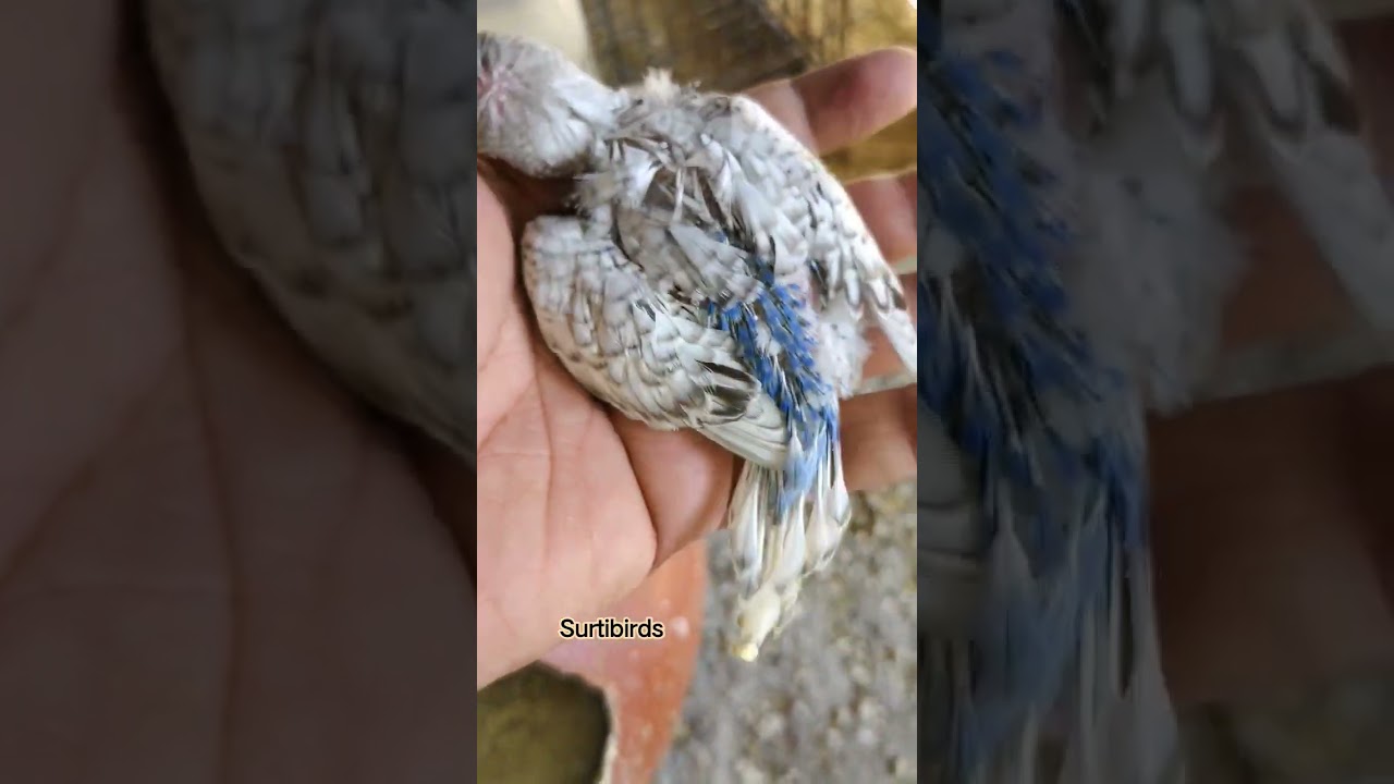 budgies breeding progress || spangle budgies || 