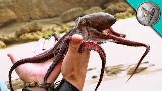 Octopus CAUGHT in South Africa! Octopus CAUGHT in South Africa!