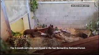 Orphaned Black Bear Cubs Reunited