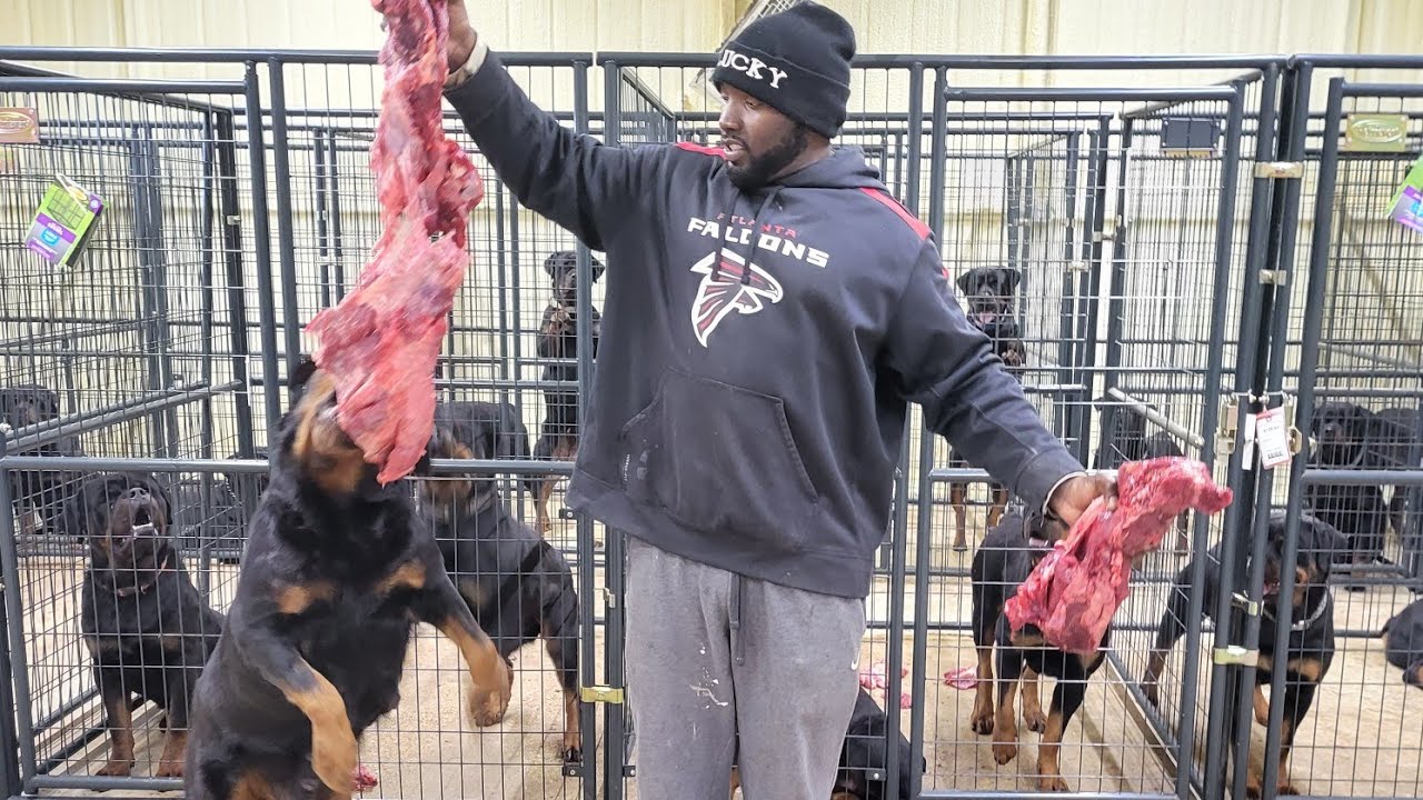 Массовое кормление