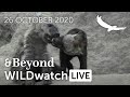 WILDwatch Live | 26 October, 2020 | Morning Safari | South Africa