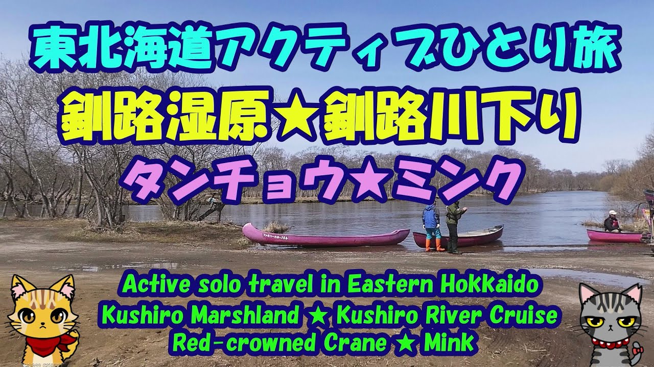 東北海道アクティブひとり旅★釧路湿原★釧路川下り★タンチョウ★ミンク★旧岩保木水門・Kushiro Marshland ★ Kushiro River Cruise・ american mink