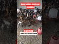 sonali chicks#farming#country chicks#healthy chicks#chicken farming