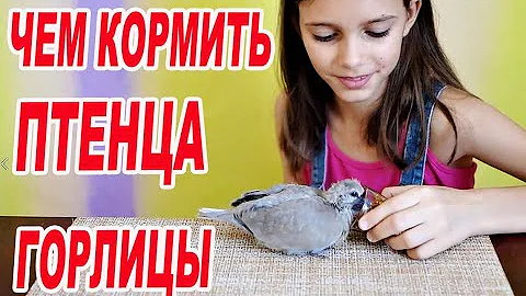 Спасение птенца/ПТЕНЕЦ ГОРЛИЦЫ /ЧЕМ КОРМИТЬ ПТЕНЦА ГОРЛИЦЫ/ /КАК КОРМИТЬ ПТЕНЦА ГОРЛИЦЫ/новый житель