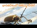 భారతదేశంలో అతిపెద్ద బీటెల్ ;long horned beetle in India;Biggest Beetle. The Beetle. big bug.Insects