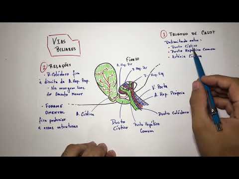 Vias Biliares (vesícula biliar) - Anatomia Em 3 Min