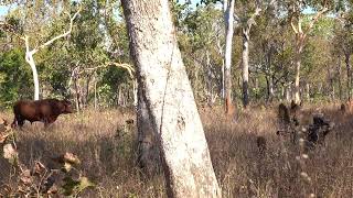 Scrub Bull Bowhunt Australia! Dangerous Game Hunting #Trims