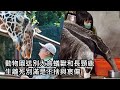 動物園送別大食蟻獸和長頸鹿  生離死別滿是不捨與哀傷